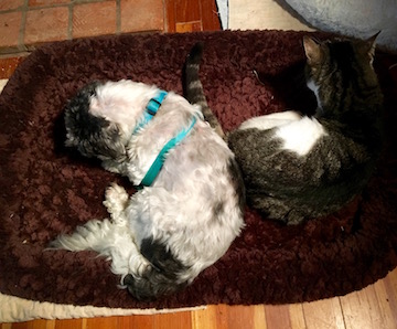 a little dog shares a cat bed with a 3-legged cat on the hearth